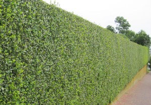 hedge-cutting-maintenance-bankside