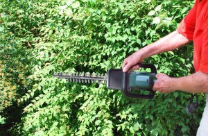 hedge-trimming-bankside